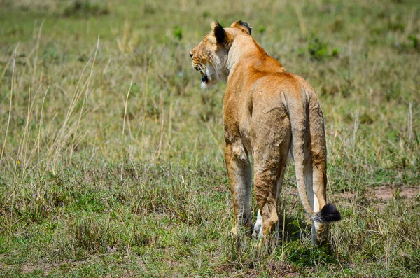 女狮子座准备打猎 肯尼亚 Masai Mara — 图库照片