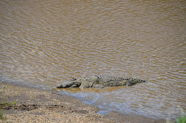 Krokodil Aan Oever Van Rivier Masai Mara Kenia Afrika — Stockfoto