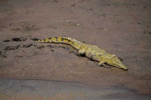 Cocodrilo Orilla Del Río Masai Mara Kenia África —  Fotos de Stock