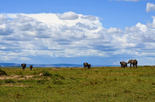Elefante Ambulante Visto Por Trás Masai Mara Quénia África — Fotografia de Stock