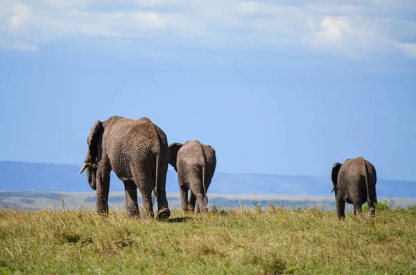 Elefante Ambulante Visto Por Trás Masai Mara Quénia África — Fotografia de Stock