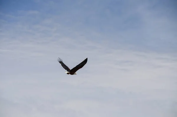 Afrikanischer Fischadler Fliegt Vor Blauem Himmel — Stockfoto