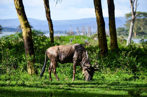 Graasdieren Naivasha Park Kenia Afrika — Stockfoto