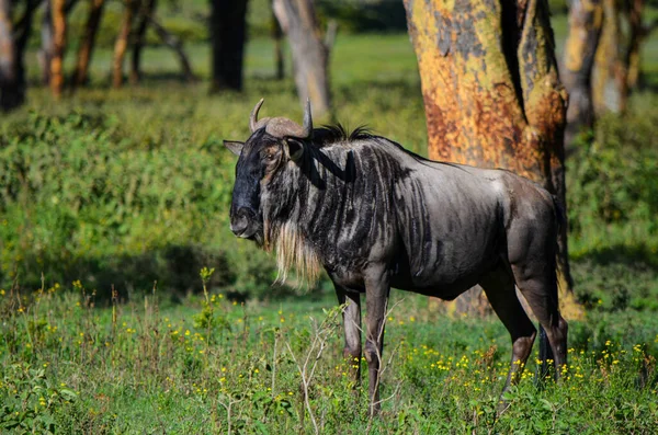 Wildebeest Debout Dans Naivasha Park Kenya Afrique — Photo