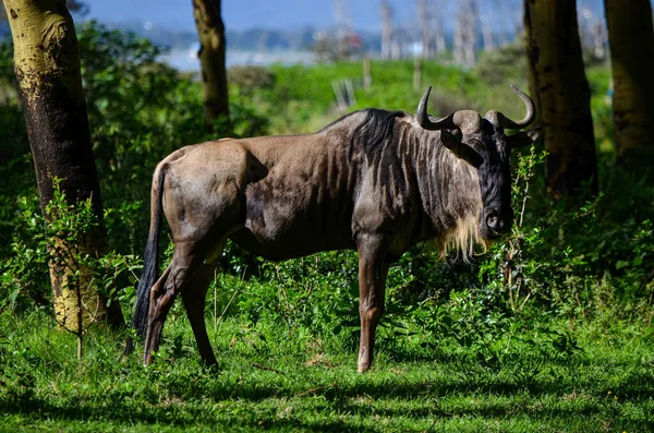 Wildebeest Stojący Naivasha Park Kenia Afryka — Zdjęcie stockowe
