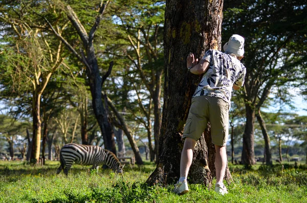 Турист Чоловік Шапці Спостерігає Зебрами Деревом — стокове фото