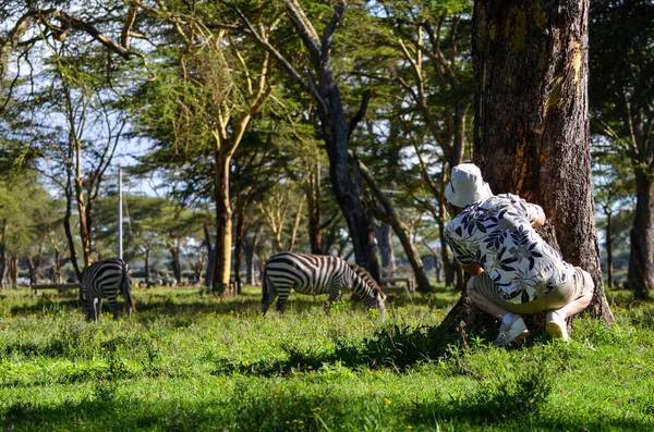 Turista Homem Gorro Que Olha Zebras Atrás Uma Árvore — Fotografia de Stock