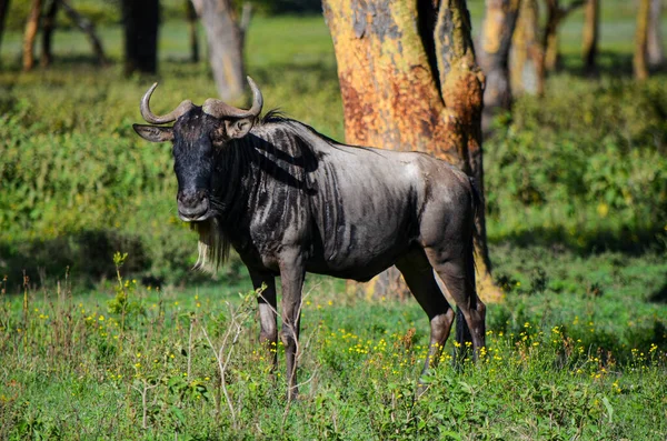 Wildebeest Naivasha Park Kenia Afrika — Stockfoto