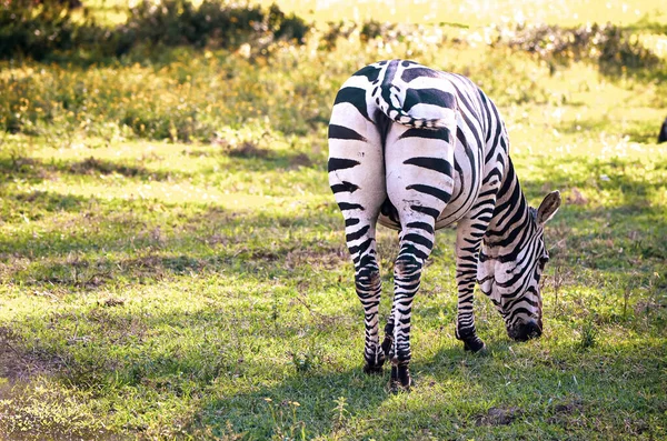 サバンナ サファリ ケニア アフリカのゼブラ — ストック写真