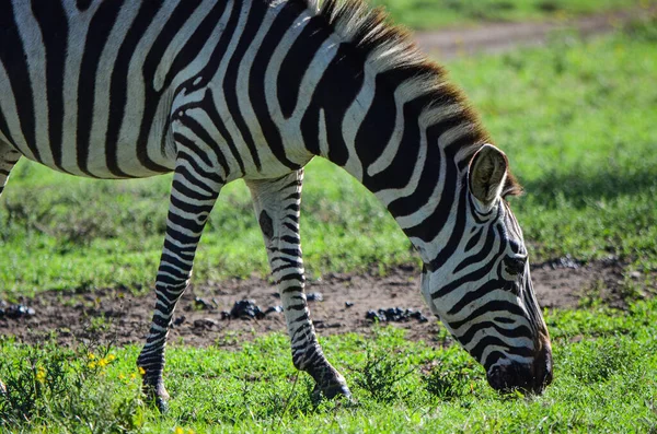 Zebra Der Savanne Safari Kenia Afrika — Stockfoto