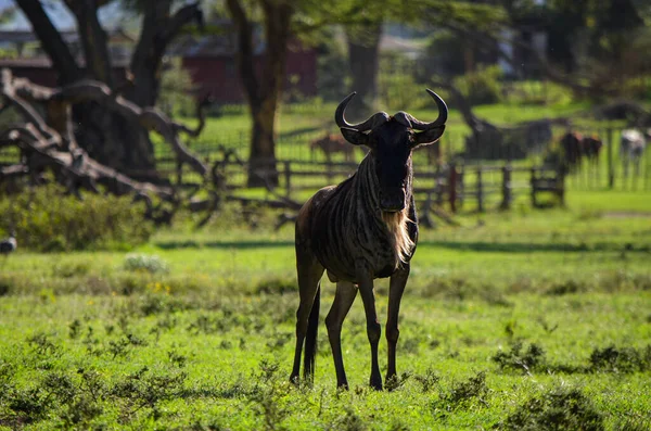 Вільдебіст Стоїть Парку Найваша Кенія Африка — стокове фото