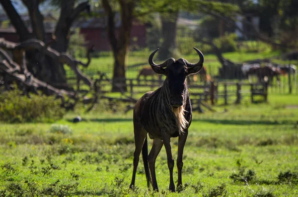 Ñus Pie Parque Naivasha Kenia África — Foto de Stock