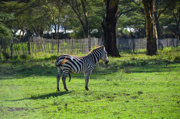 サバンナ サファリ ナイバシャ ケニア アフリカのゼブラ — ストック写真