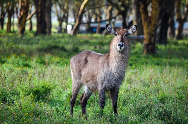 Waterbuck Sabana Naivasha Par Kenia África — Foto de Stock