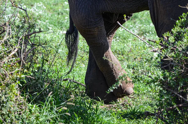 Ένα Πόδι Ελέφαντα Σταυρωμένα Amboseli Κένυα Αφρική — Φωτογραφία Αρχείου