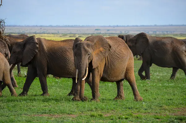 Uma Manada Elefantes Savana — Fotografia de Stock