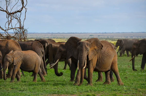 Стадо Слонів Савані — стокове фото