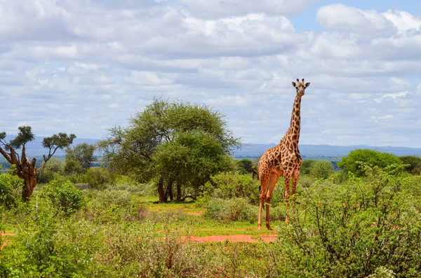 Червоний Жираф Серед Гілок Дерев Цаво Схід Кенія Африка — стокове фото