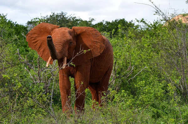 Elefante Vermelho Com Tronco Levantado — Fotografia de Stock