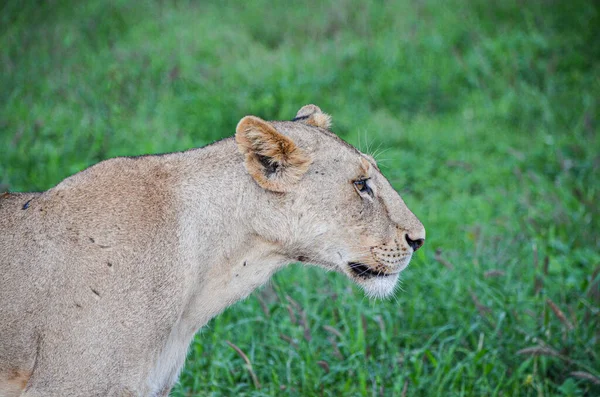 Lionne Après Manger Regardant Vers Avenir Tsavo East Kenya Afrique — Photo