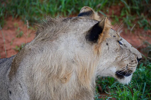 Lion Couché Sur Sol Rouge Dans Parc National Tsavo East — Photo