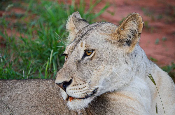 Lwica Jedzeniu Patrząc Przyszłość Tsavo East Kenia Afryka — Zdjęcie stockowe