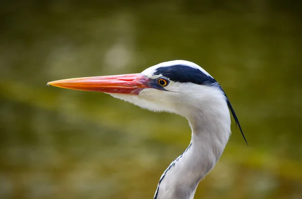 Gray Heron Standing Water Kenya Africa — Stock Photo, Image