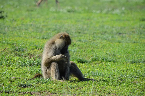 Mono Babuino Sentado Sabana Kenia África — Foto de Stock