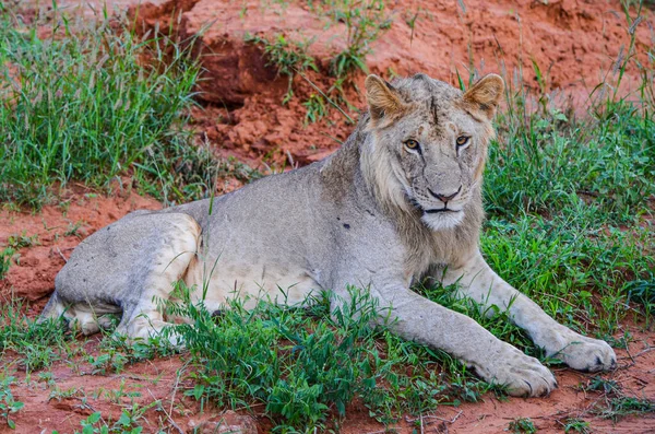 Lion Couché Sur Sol Rouge Dans Parc National Tsavo East — Photo