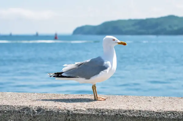 Meeuw Muur Tegen Achtergrond Van Oostzee Gdynia — Stockfoto