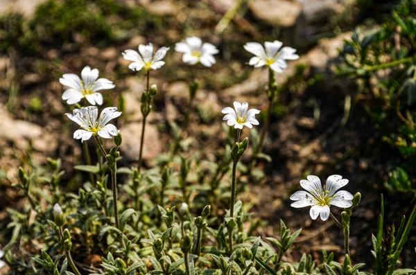 Cerastium White Flowersm Nature — Stock Photo, Image