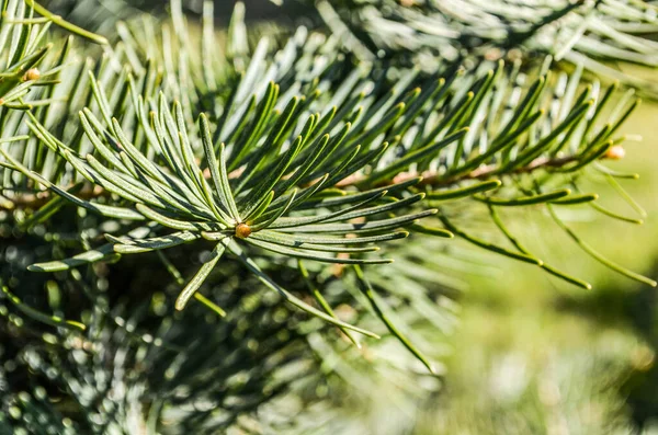 Jedle Jedlová Pseudotsuga Menziesii — Stock fotografie