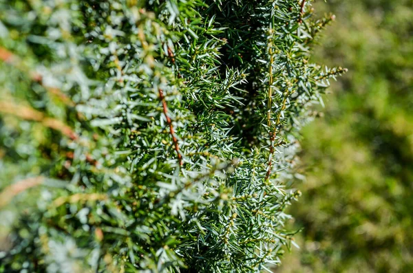 Ramos Comuns Zimbro Juniperus Communis — Fotografia de Stock