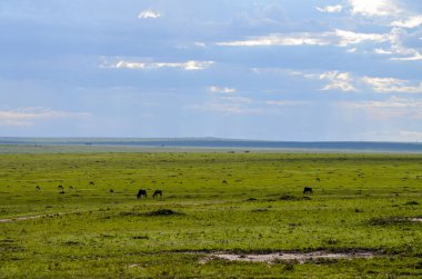 Yaygın tsessebe, topi aranıyor Masai Mara Milli Parkı, Kenya, Afrika 'da çim yiyor