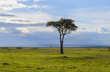 Kenya 'nın doğal manzarası, Masai Mara Ulusal Parkı, Kenya, Afrika