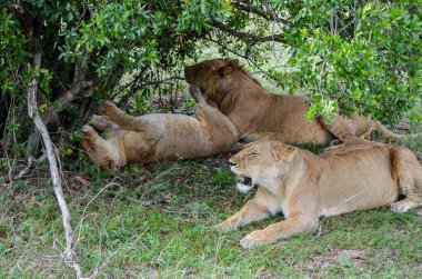 Bir aslan ailesi yemekten sonra dinleniyor, Masai Mara Ulusal Parkı, Kenya, Afrika