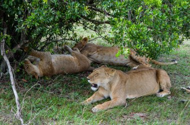 Bir aslan ailesi yemekten sonra dinleniyor, Masai Mara Ulusal Parkı, Kenya, Afrika