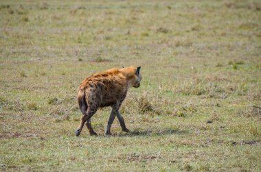 Sırtlan savanda yürüyor, Masai Mara Milli Parkı, Kenya, Afrika