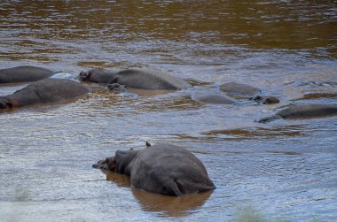 Suaygırları nehirde yüzer, Masai Mara Milli Parkı, Kenya, Afrika