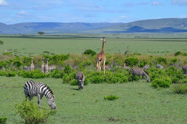 Savanada bir zebra ve zürafa sürüsü, Masai Mara, Kenya, Afrika