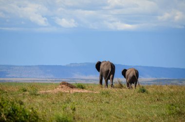 Arkadan görülen yürüyen fil, Masai Mara, Kenya, Afrika