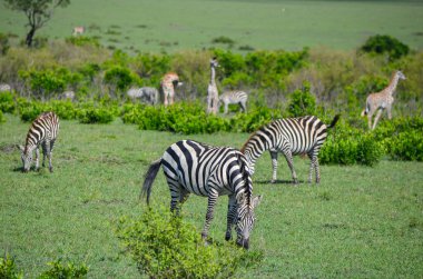Savanada bir zebra ve zürafa sürüsü, Masai Mara, Kenya, Afrika