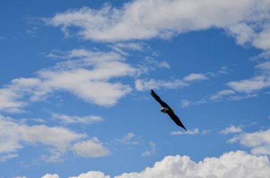 Mavi gökyüzünün arka planında uçan Afrika balık kartalı