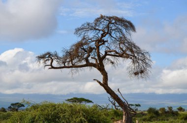 Ağaçlara tünemiş kuşlar, Amboseli Ulusal Parkı, Kenya, Afrika