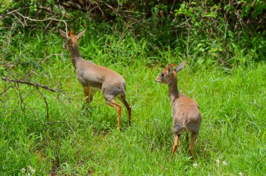 Çalılıklarda küçük dik dik, Tsavo Doğu, Kenya, Afrika