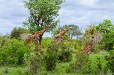 Ağaç dalları arasında kırmızı bir zürafa ailesi, Tsavo Doğu, Kenya, Afrika