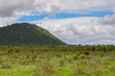Savanda kırmızı bir fil, Tsavo Doğu, Kenya, Afrika