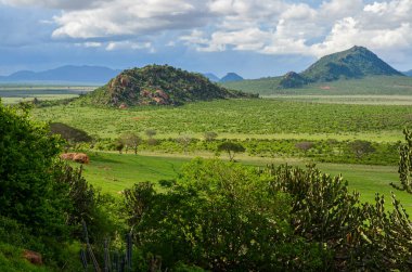 Savanadaki tepeler Tsavo Doğu, Kenya, Afrika