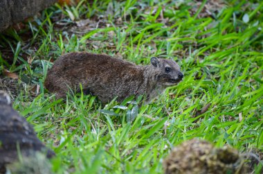 Tsavo Doğu Ulusal Parkı, Kenya, Afrika 'da çimlerin üzerinde Hyrax