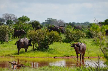 Savanda, Kenya 'da, Afrika' da sudaki siyah bufalolar